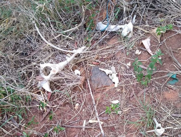 Ossos de animais também foram encontrados na propriedade rural invadida em São Manuel — Foto: Guarda Civil Municipal/ Divulgação