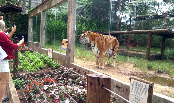 Tigre-de-bengala morre aos 19 anos e emociona equipe do Zoo de Bauru