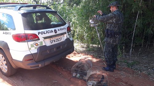 Polícia Ambiental resgata oito aves silvestres nativas mantidas em cativeiro e multa proprietário em R$ 4 mil