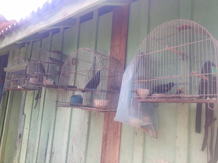 No local foram encontradas seis Inhapim, um Pássaro Preto e um Coleirinho Papa Capim