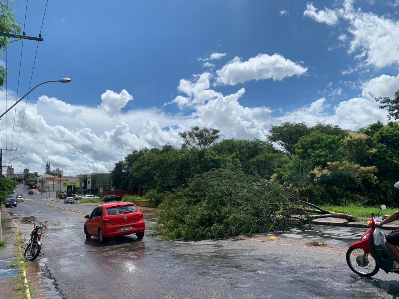 Chuvas fortes causam quedas de árvores e ruas ficam parcialmente interditadas em Tupã