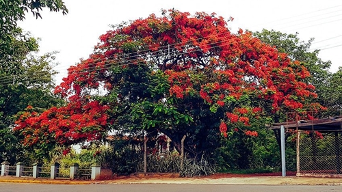 NATUREZA: Flamboyant já entra em época de florada