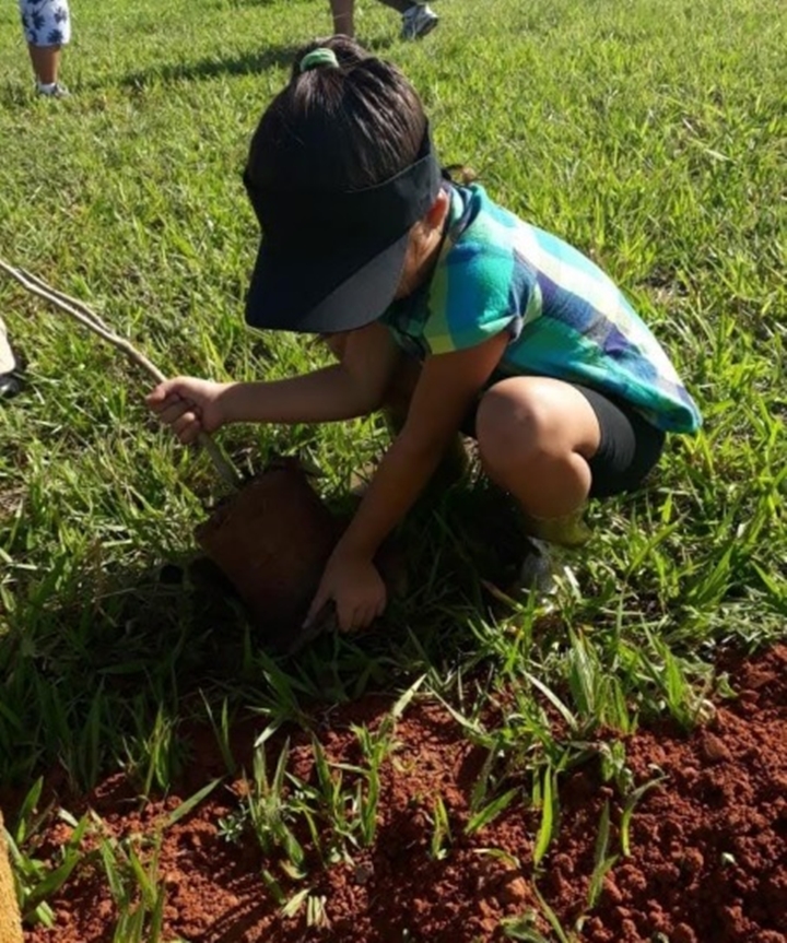 Árvores plantadas por crianças no trevo principal de Tupã também foram retiradas