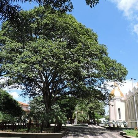 Jatobá: fruto possui características mediciniais