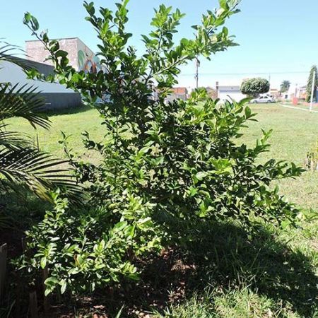 Meio ambiente: moradores tomam iniciativa e fazem plantio de árvores