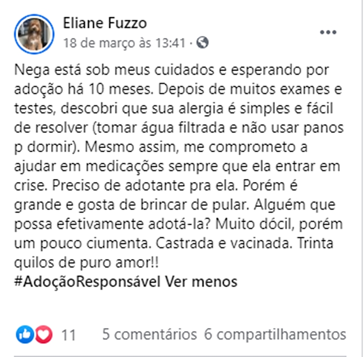 Cadela resgatada por protetoras de animais está à procura de um lar