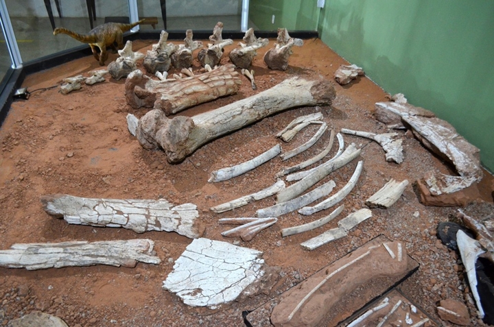 Fósseis do  Arrudatitan maximus , um titanossauro, estão expostos no Museu de Paleontologia de Monte Alto (SP) — Foto: Museu de Paleontologia de Monte Alto/Divulgação