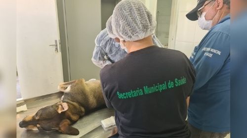 Saiba como solicitar a castração gratuita de animais