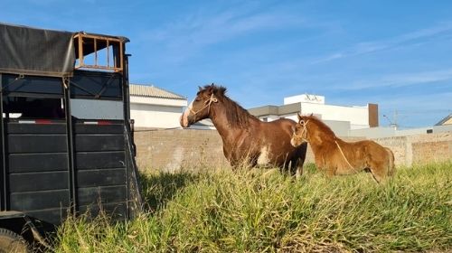 Passa a vigorar lei em Tupã contra abandono e maus-tratos de animais