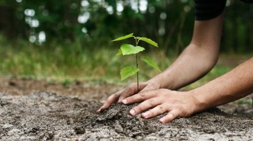 Tupã deve plantar 4,2 mil árvores na cidade até o fim do ano