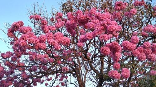 Ipês floridos são um verdadeiro espetáculo nesta época do ano