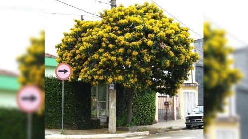 Saiba como solicitar uma muda de árvore adequada para plantio em calçadas