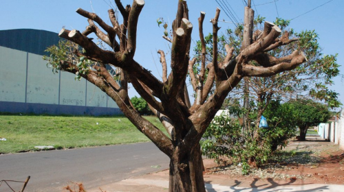 Comissão do Meio Ambiente vai denunciar criminalmente quem realizar poda drástica em árvores