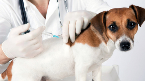 Tupã irá vacinar cães e gatos contra a raiva em outubro