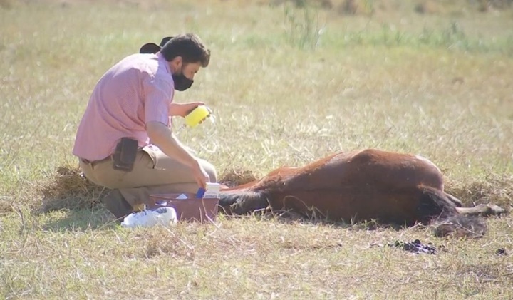 Égua recebeu atendimento veterinário após inalar fumaça durante queimada em Oriente — Foto: TV TEM/ reprodução