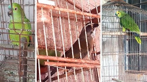 Morador de Quatá é multado por manter aves em cativeiro