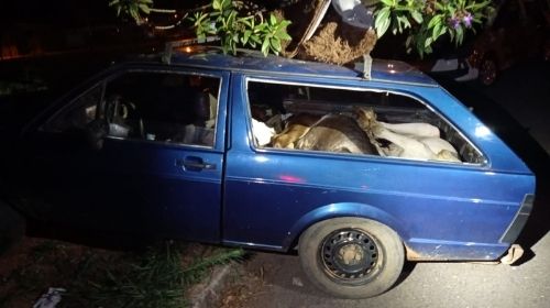 Três novilhas, furtadas de um sítio, foram encontradas amarradas dentro de uma VW Parati