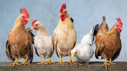 Preço do frango sobe quatro vezes mais que a inflação em 2021