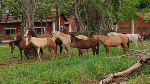 Meio Ambiente recolhe mais nove cavalos soltos em vias públicas