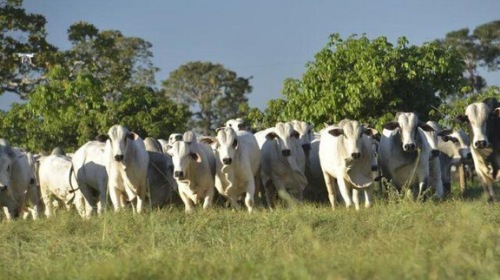 Governo institui plano para reduzir emissão de gases na agropecuária