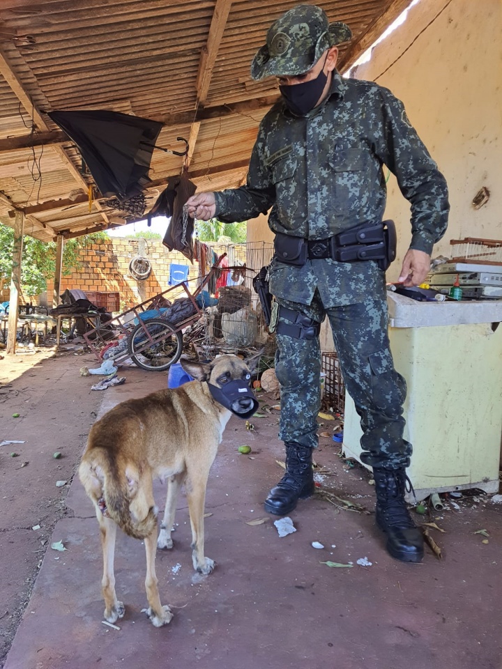 Cadela é resgatada pela PM Ambiental após denúncias de maus tratos e abuso sexual