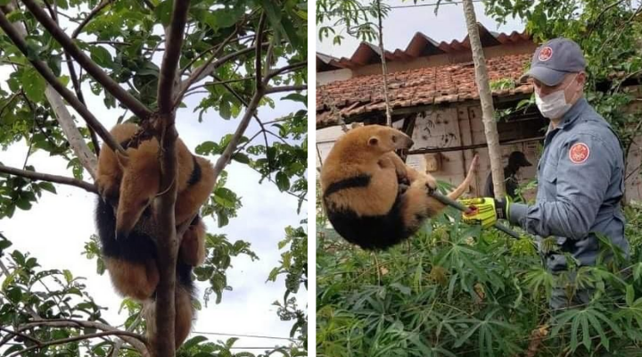 Bombeiros resgatam tamanduá-mirim em granja de Bastos