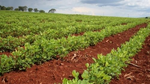 Produtores antecipam plantio de amendoim