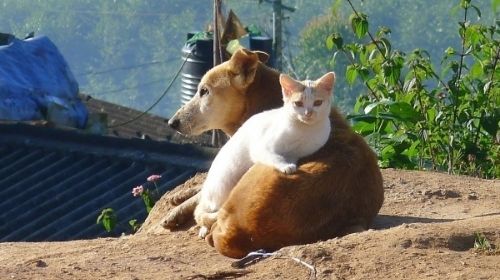 Sancionada lei que proíbe sacrifício de cães e gatos saudáveis