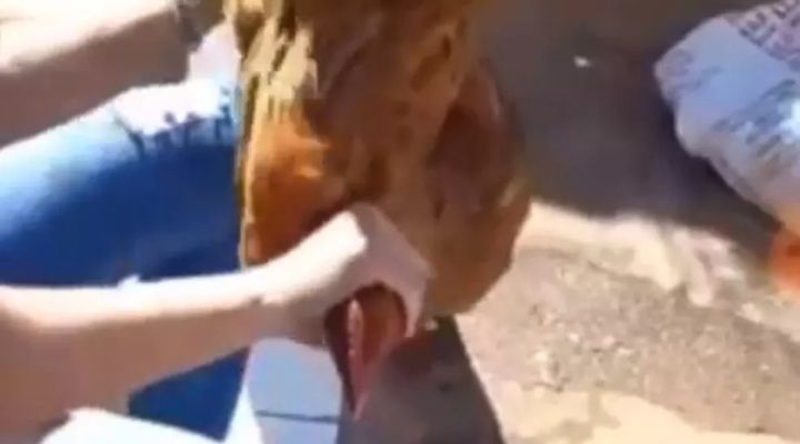 Enfermeira é multada em R$ 6 mil após aparecer em vídeo matando frango em Osvaldo Cruz