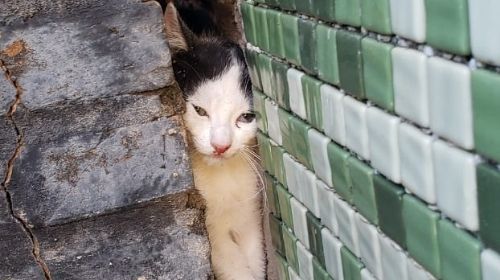 Bombeiros resgatam filhote de gato preso em churrasqueira em Marília