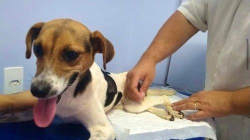 Acupuntura ajuda cachorrinha atropelada a recuperar movimentos das pernas