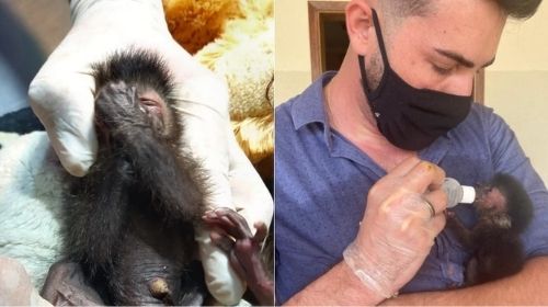 Macacos apreendidos em porta-malas de carro tinham parte de cordão umbilical, diz veterinário