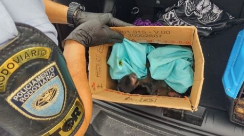 Polícia Rodoviária encontra 7 macacos dentro de carro na rodovia