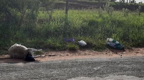 Carneiro morto é encontrado em meio a lixo na Estrada do Sete