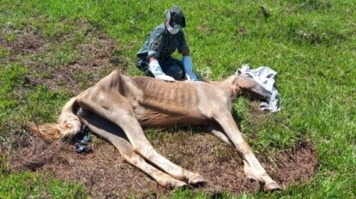 Polícia Ambiental multa sitiante em R$ 6 mil por morte de égua