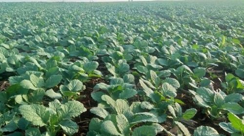 Palestra sobre cultivo do crambe acontece hoje em Tupã