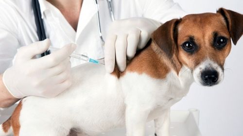 Moradores dos distritos podem agendar vacinação de cães e gatos