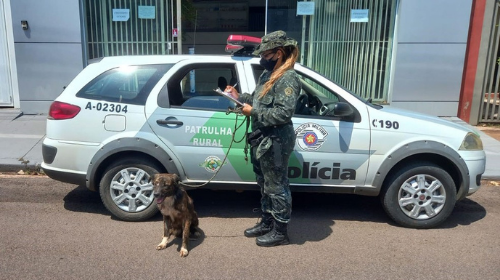 Polícia Ambiental resgata cachorro com ferida exposta e multa homem em R$ 3 mil por maus-tratos