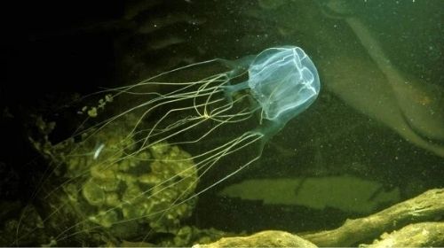 Adolescente morre após ficar preso em 2 metros de tentáculos de água-viva