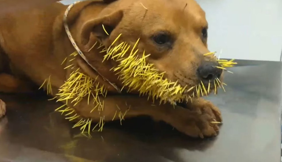 Cachorro é resgatado após ficar com dezenas de espinhos de ouriço na boca, focinho e corpo