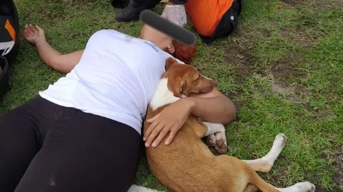 Mulher cai de moto ao desviar de cão e animal fica ao lado dela durante socorros