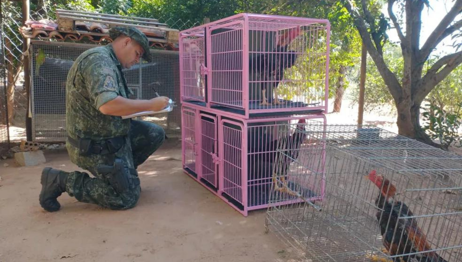 Homem é multado em R$ 42 mil por maus-tratos a galos usados para rinha em Marília