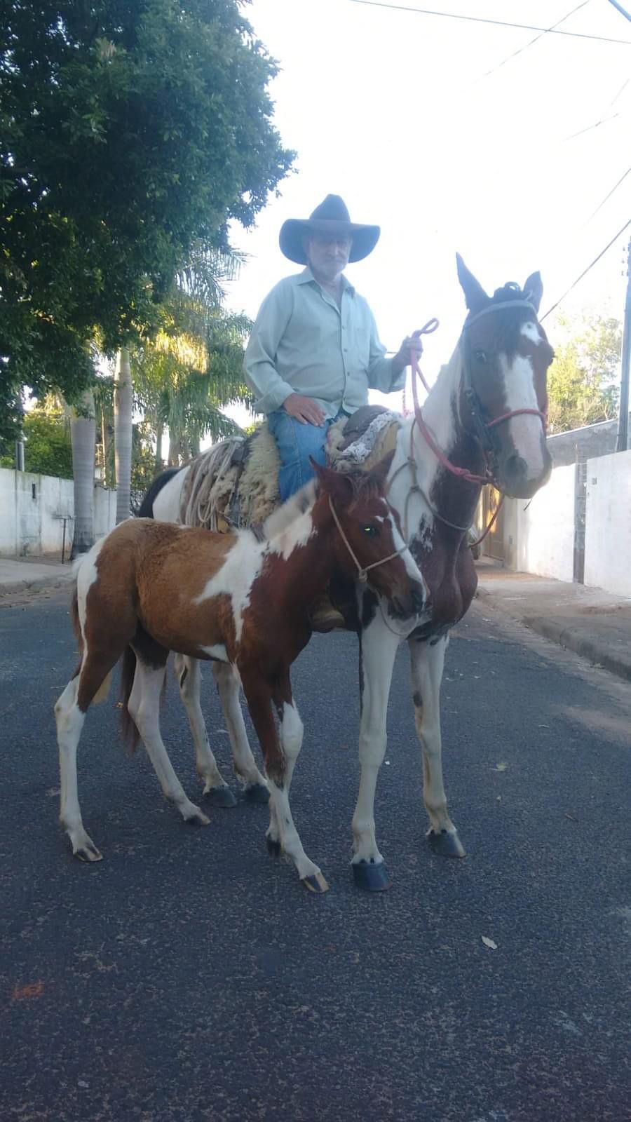 Idoso que sofreu acidente com cavalo faleceu nesta segunda-feira (9) - Fotos: Redes Sociais.