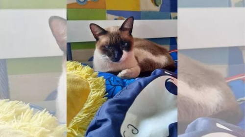 Final feliz: gato que entrou em veículo de supermercado e desapareceu é encontrado após 1 mês em Tupã