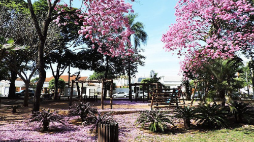 Florada de Ipê trazem um novo colorido às ruas da cidade