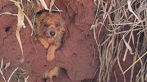 Após três dias desaparecido, cachorro é resgatado de dentro de poço no interior de SP