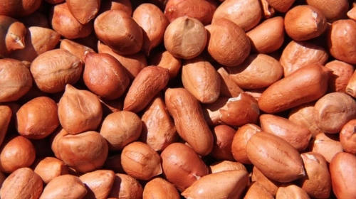 Mapa apreende 39,8 mil quilos de amendoim no período de festas juninas no Rio Grande do Sul