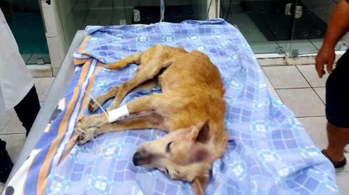 Cachorro é ferido a golpes de martelo e homem recebe multa de R$ 3 mil por maus-tratos