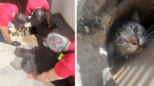 Bombeiros resgatam gato preso em tubulação de casa, em Adamantina