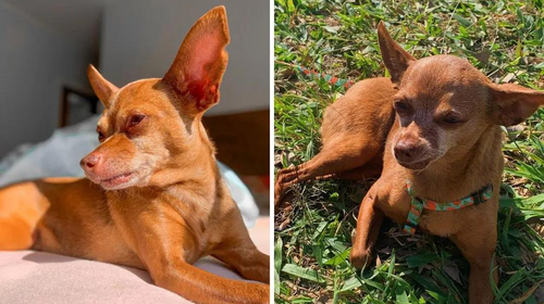 Família contrata empresa de cães farejadores para encontrar cachorra desaparecida